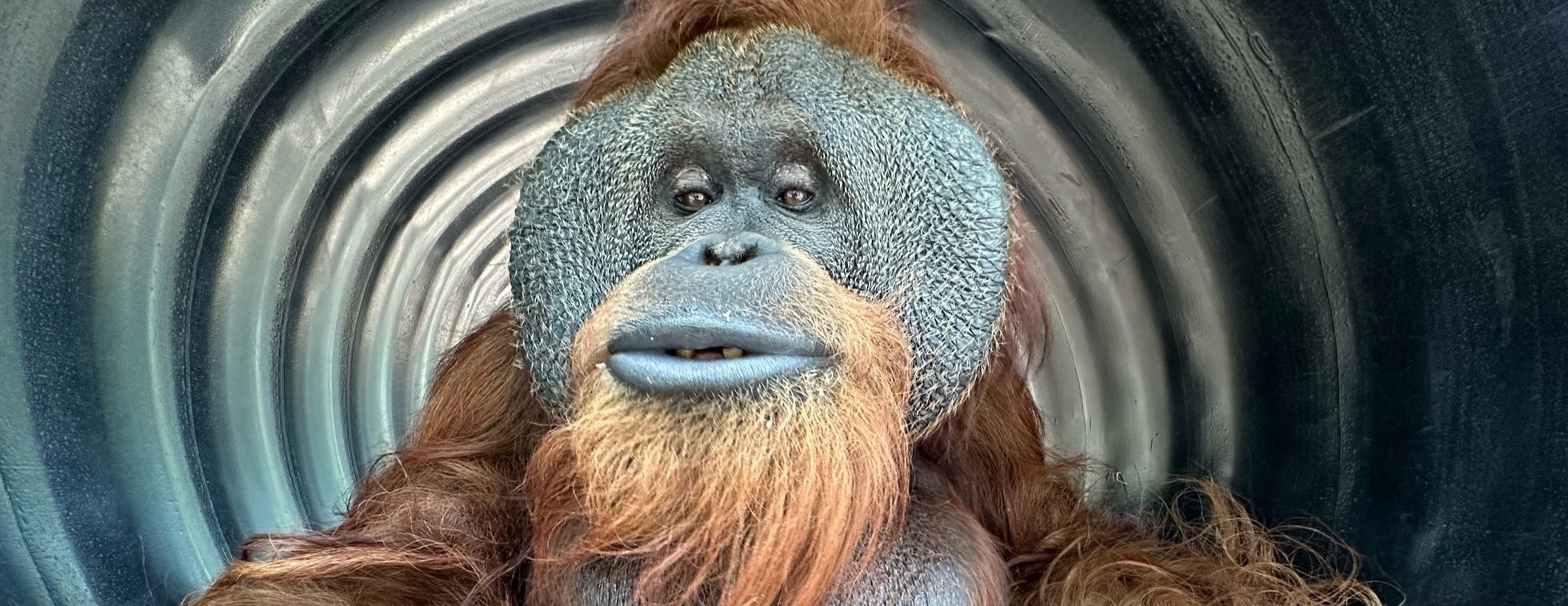 Ape-ology - In the Field - Enrichment